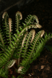 Polystichum munitum RCP4-09 174.jpg